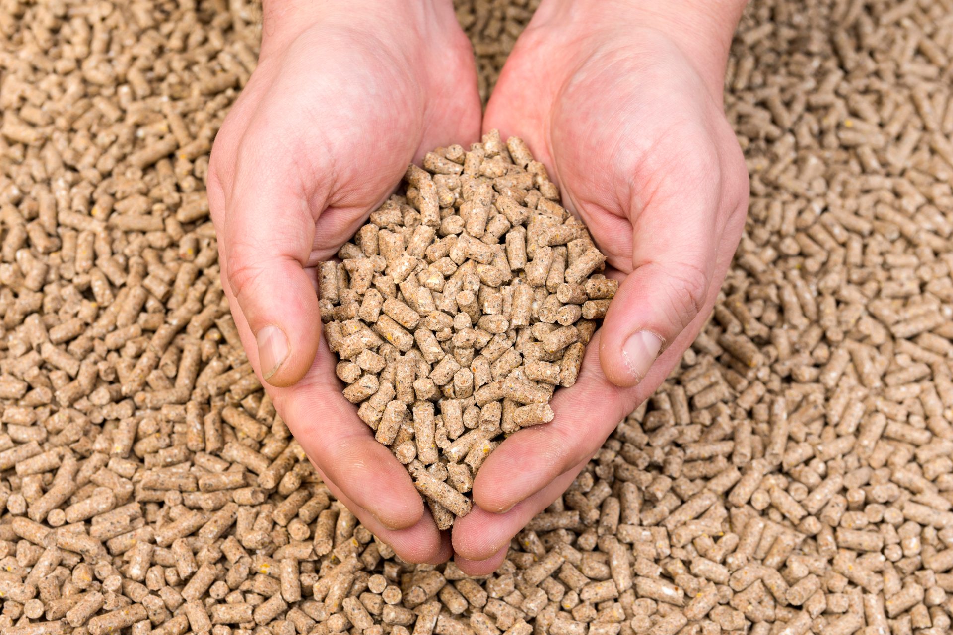 Animal feed pellets made with the animal feed industry equipment from Colorado Mill Equipment.