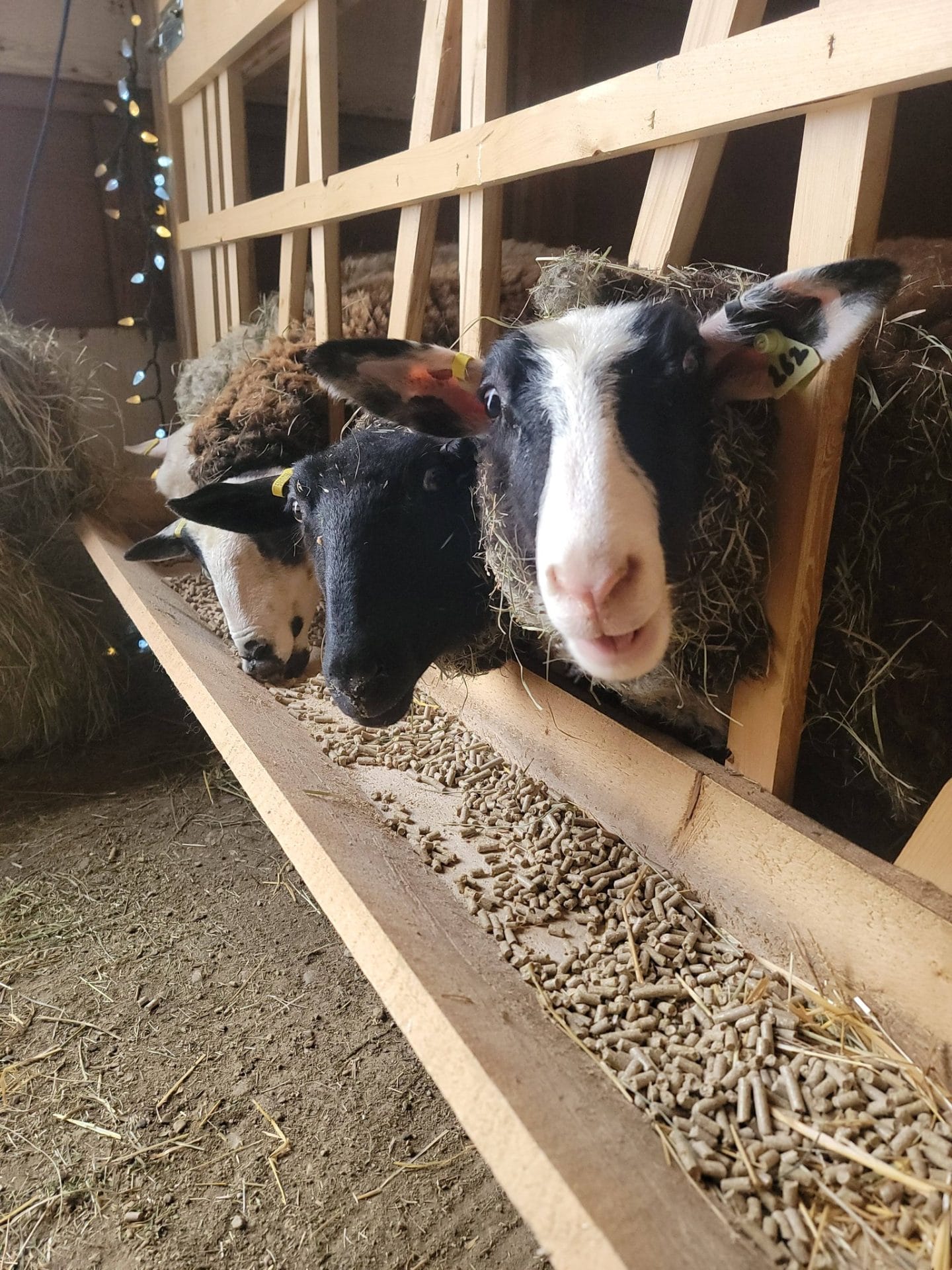 Goats eating animal feed pellets made with CME's R200 pellet mill